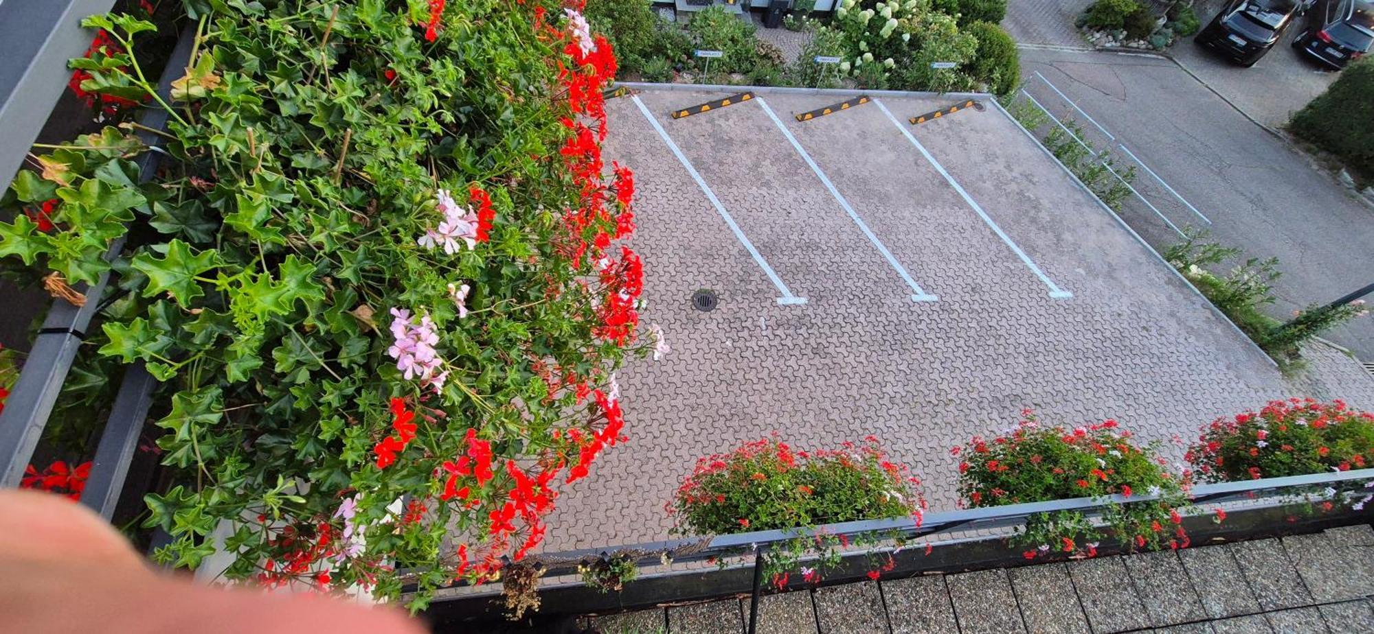 Renatas Ferienwohnung Wohnung David Sasbachwalden Dış mekan fotoğraf